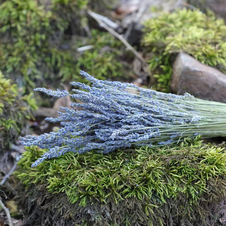 Lavender Bundle